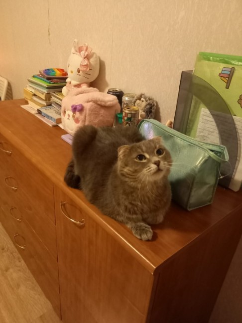 Гостиница для кошек Красногорск 