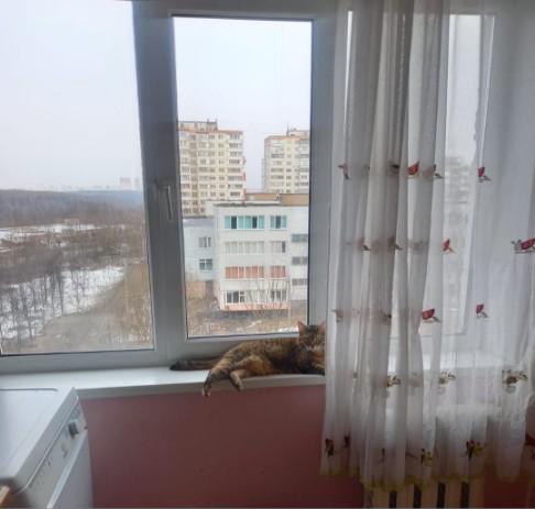 Гостиница для кошек Красногорск 