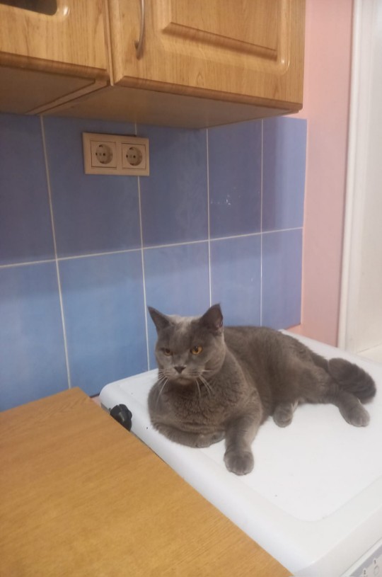 Гостиница для кошек Красногорск 