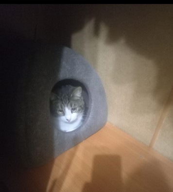 Передержка домашняя Красногорск 