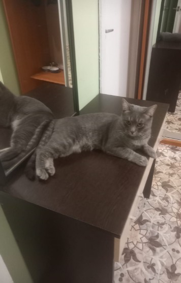 Зоогостиница Красногорск 