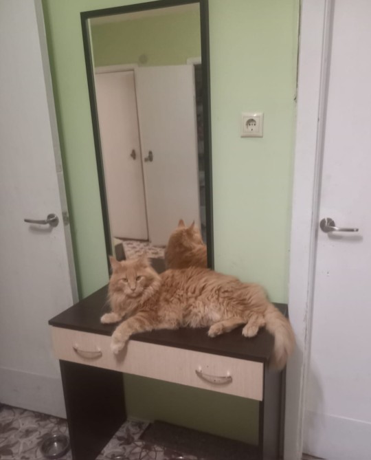 Передержка Красногорск 