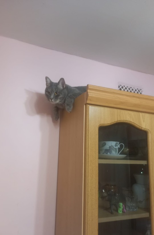 Зоогостиница Красногорск 