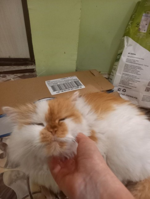 Гостиница для кошек Красногорск