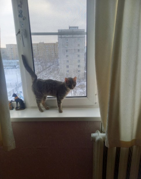 Гостиница для кошек Красногорск