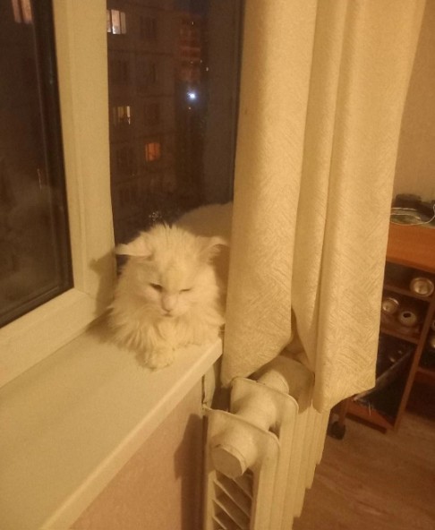 Гостиница для кошек Красногорск
